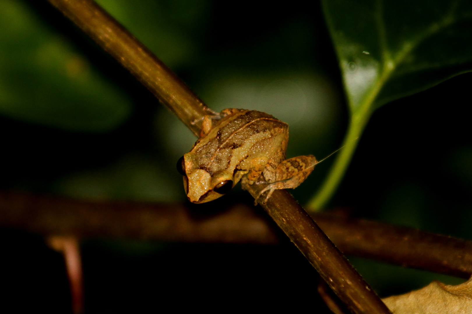 petite grenouille