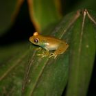 petite grenouille verte