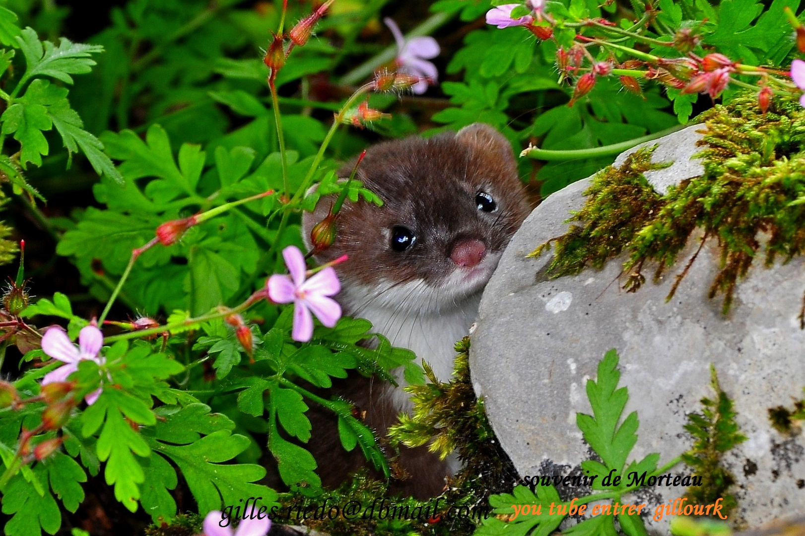 petite Hermine !!!