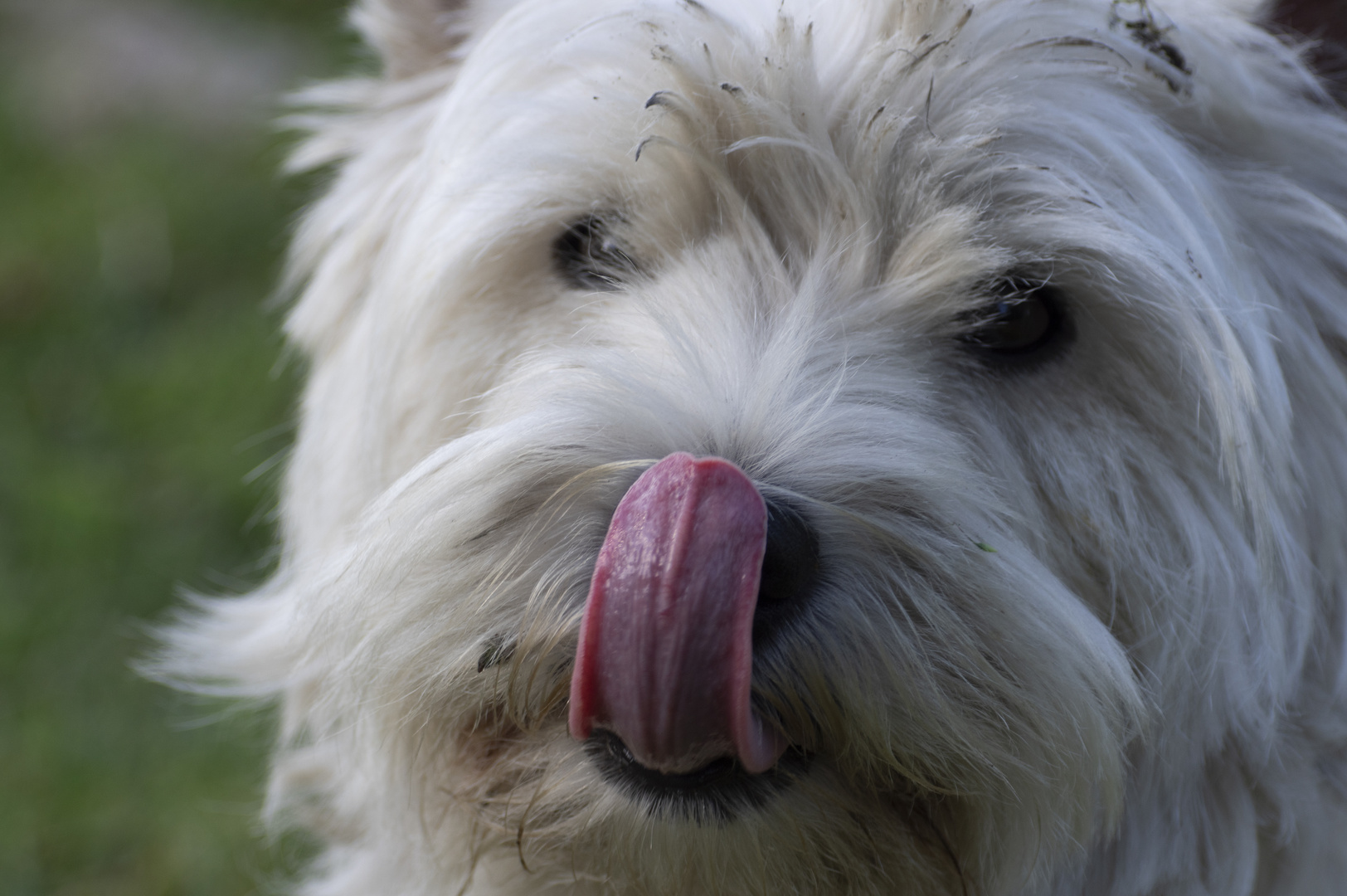 Petite langue rose (West Highland White terrier)
