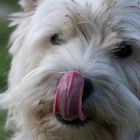 Petite langue rose (West Highland White terrier)