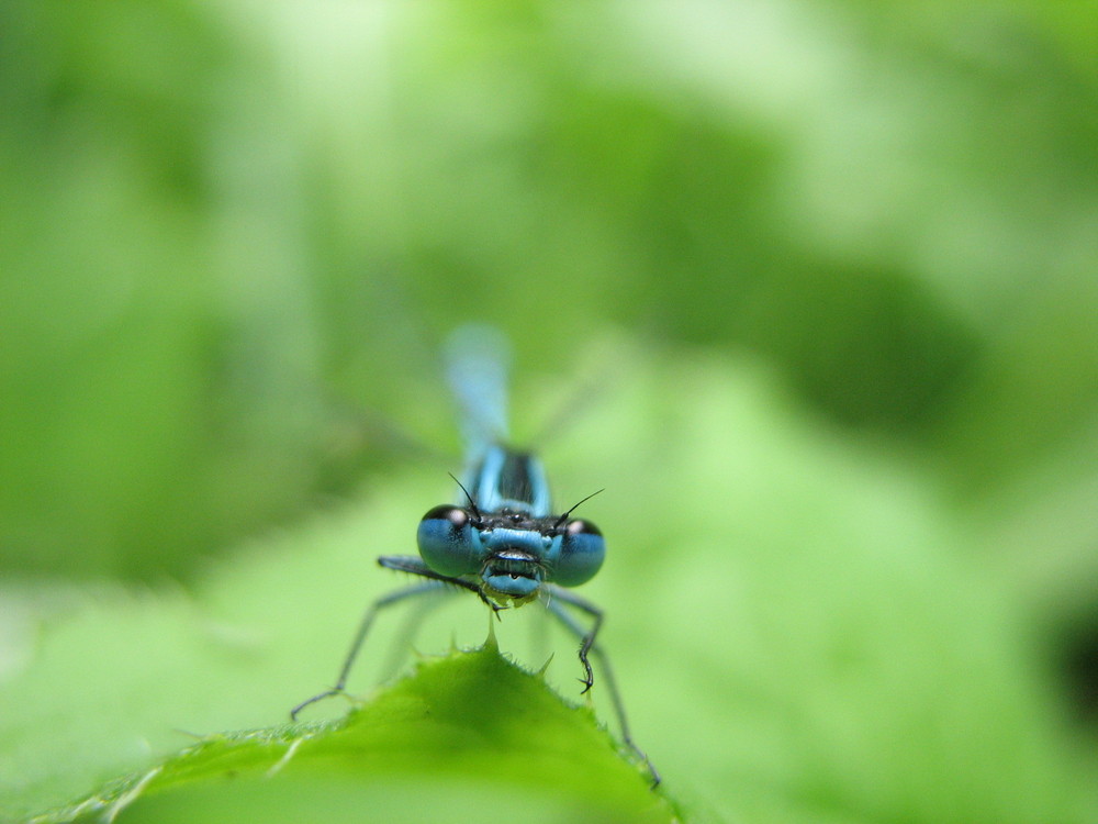 Petite libellule bleue montre toi !