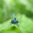 Petite libellule bleue montre toi !