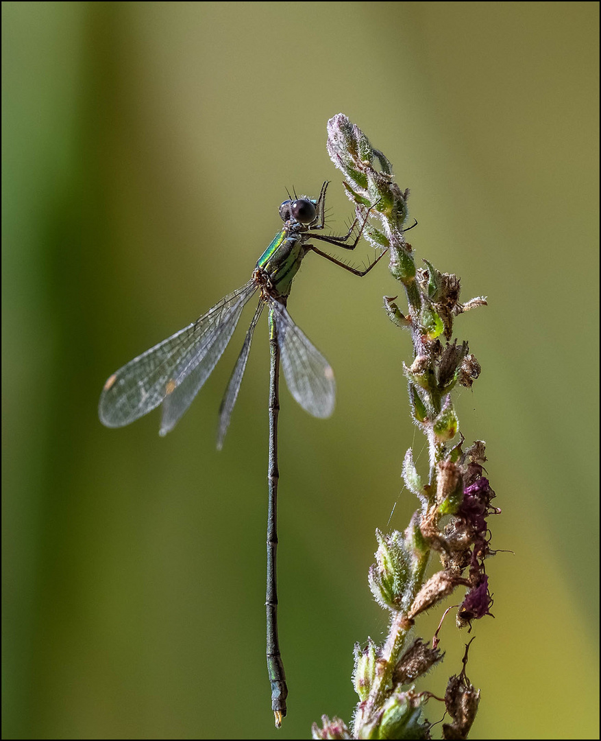 Petite libellule verte