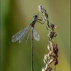 Petite libellule verte