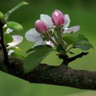 PETITE MACRO DE FLEURS DE POMMIER