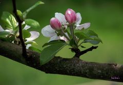 PETITE MACRO DE FLEURS DE POMMIER