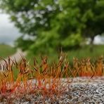 PETITE  MACRO  PRINTANIERE