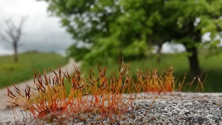 PETITE MACRO PRINTANIERE