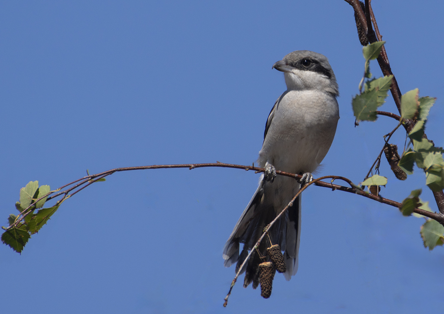 Petite, mais grande chasseuse (Lanius meridionalis, pie-grièche méridionale)