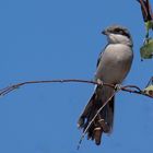 Petite, mais grande chasseuse (Lanius meridionalis, pie-grièche méridionale)