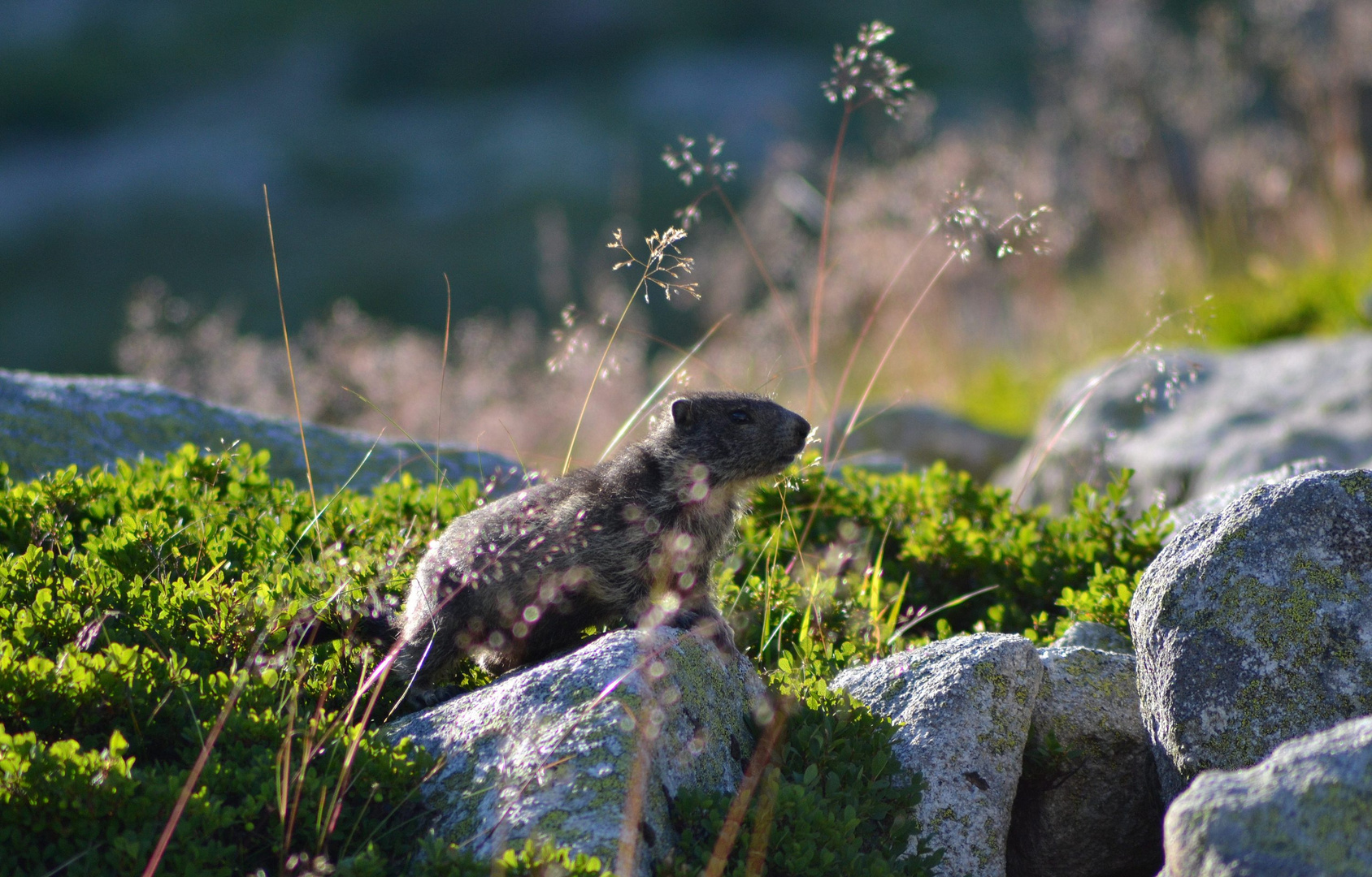 Petite Marmotte