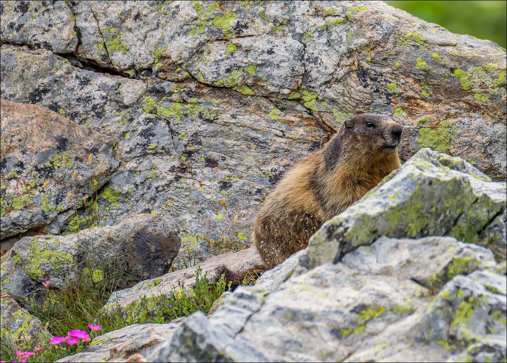 Petite marmotte du Mercantour