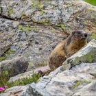 Petite marmotte du Mercantour