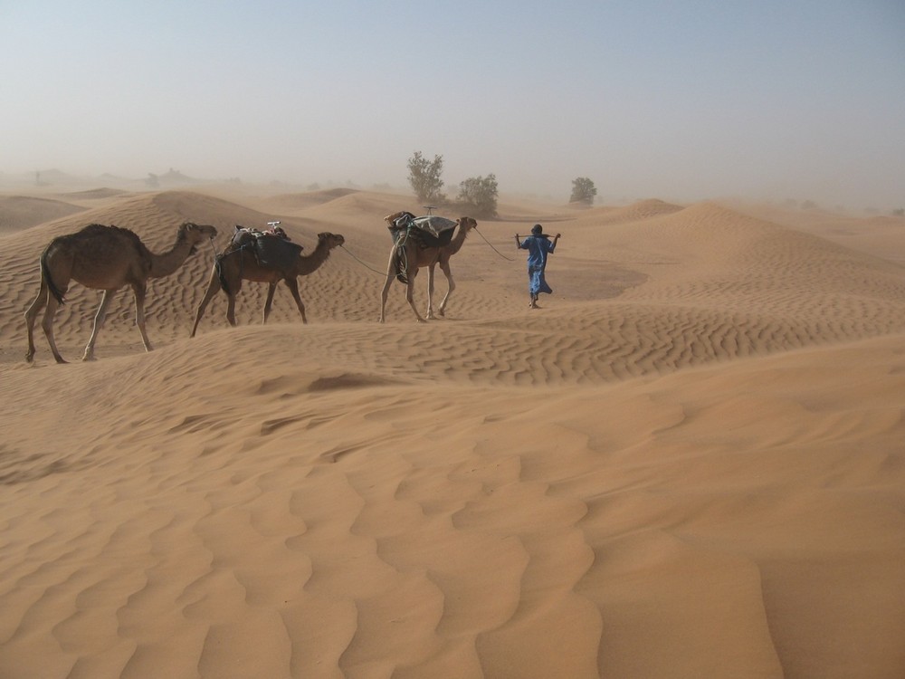 Petite méharée dans le Sahara marocain