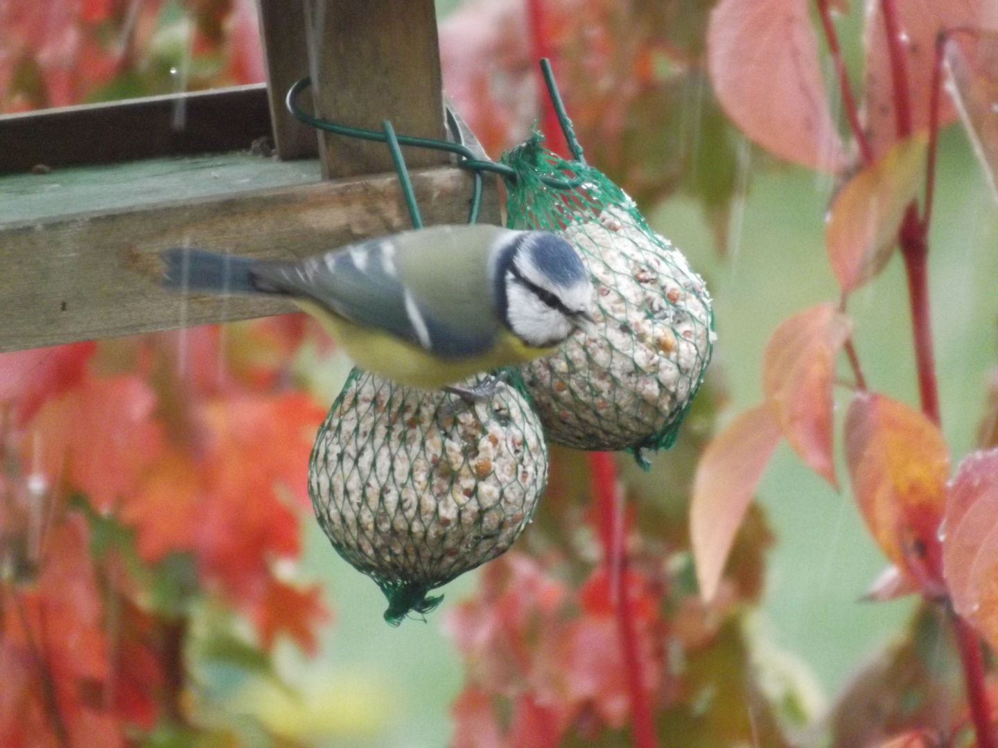 petite mésange