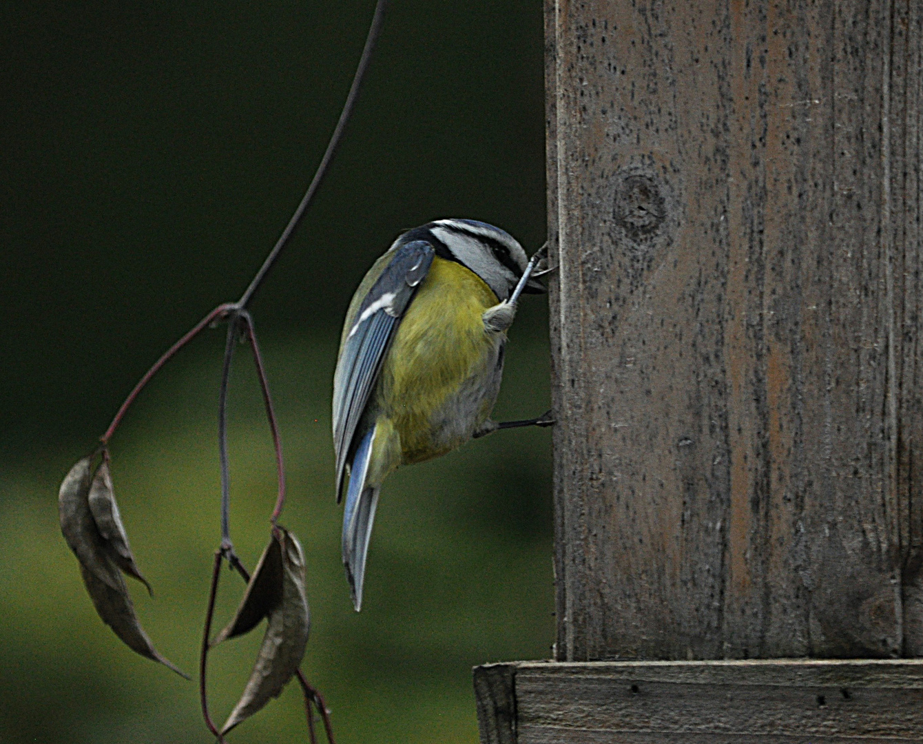 Petite mésange