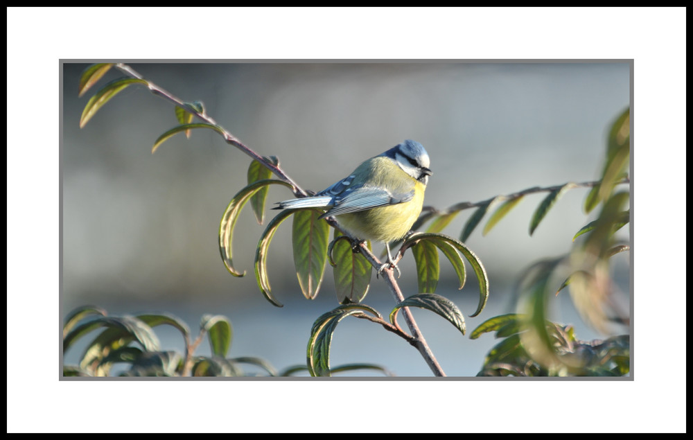 petite mésange ..