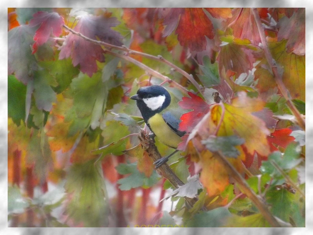 petite mésange à tête noire