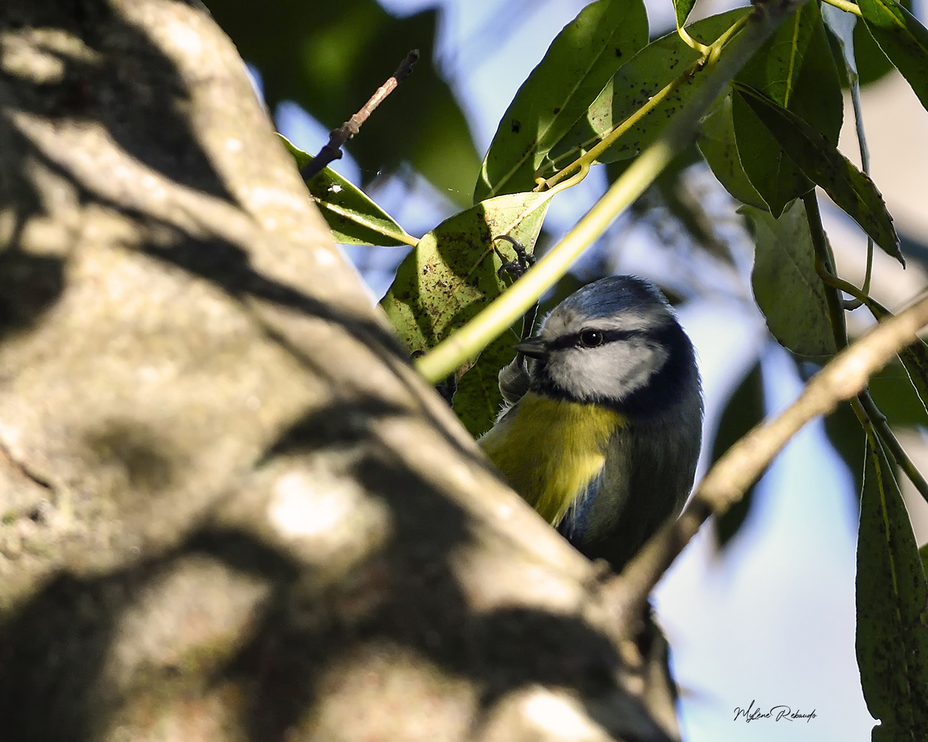 Petite mésange bleue