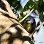 Petite mésange bleue