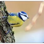 Petite mésange bleue