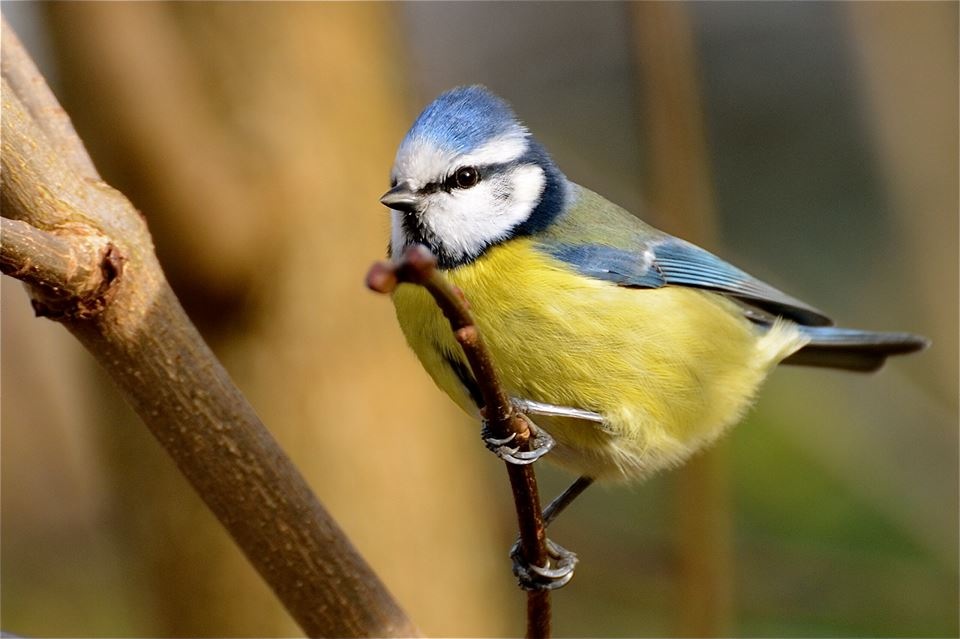 Petite mésange bleue