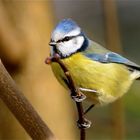 Petite mésange bleue