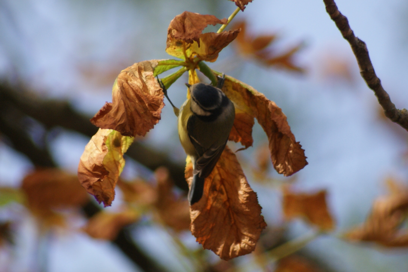 petite mésange ......................