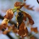 petite mésange ......................