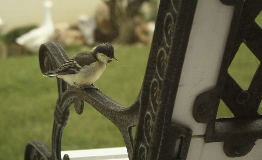 Petite mésange de mon jardin