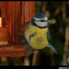 " Petite mésange en plein déjeuner "