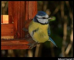 " Petite mésange en plein déjeuner "