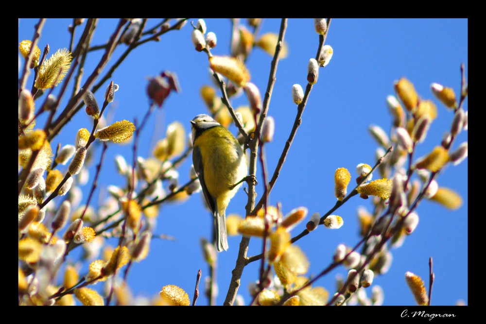 petite mésange