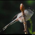 " Petite mésange longue queue "