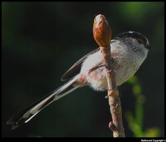 " Petite mésange longue queue "