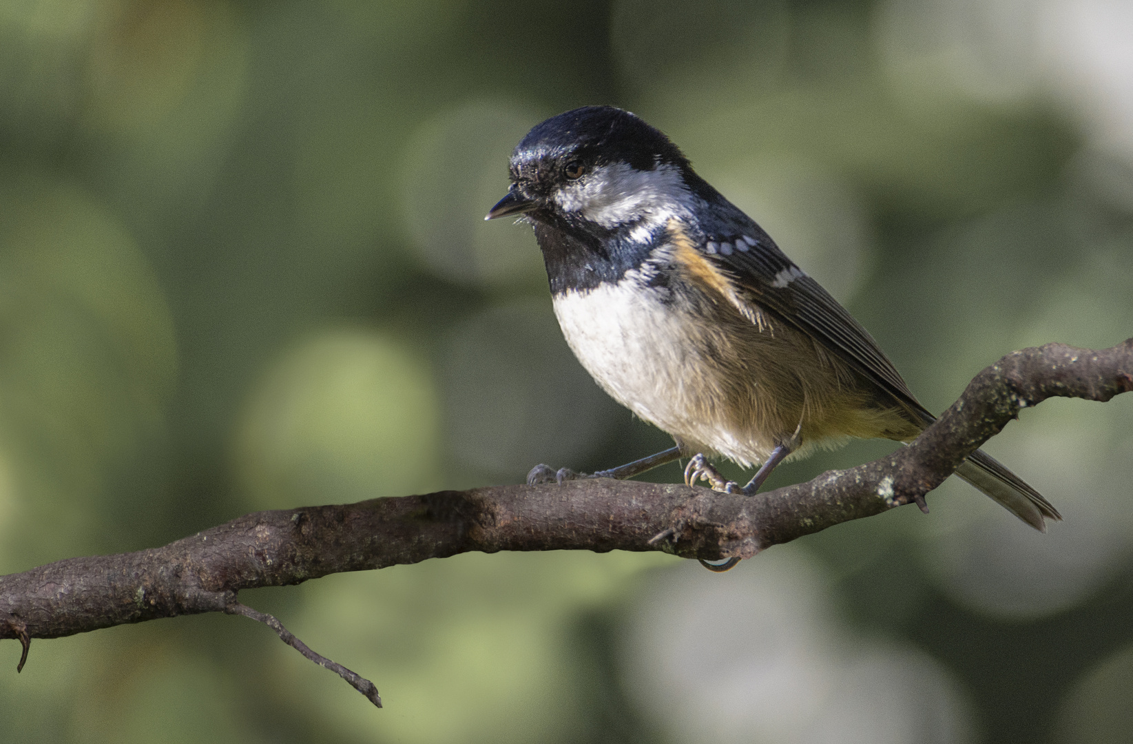 Petite mignonne 2 (Periparus ater, mésange noire)