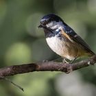 Petite mignonne 2 (Periparus ater, mésange noire)