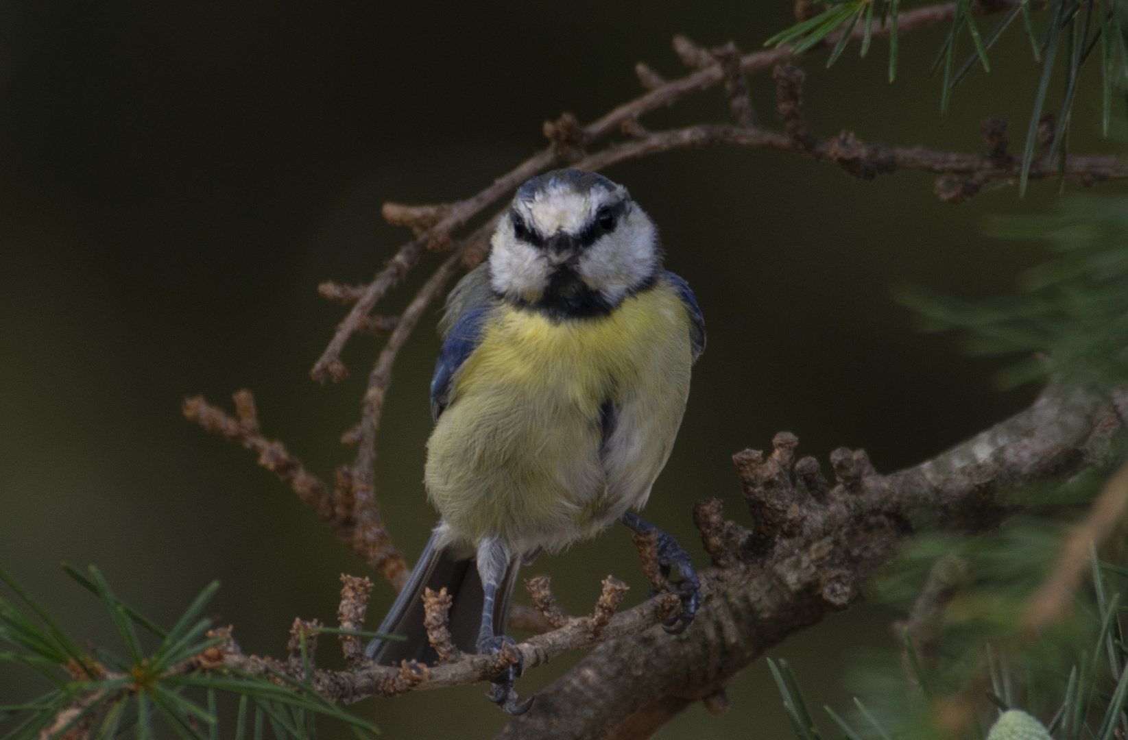 Petite mignonne 3 (Cyanistes caeruleus, mésange bleue)