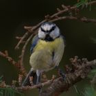 Petite mignonne 3 (Cyanistes caeruleus, mésange bleue)