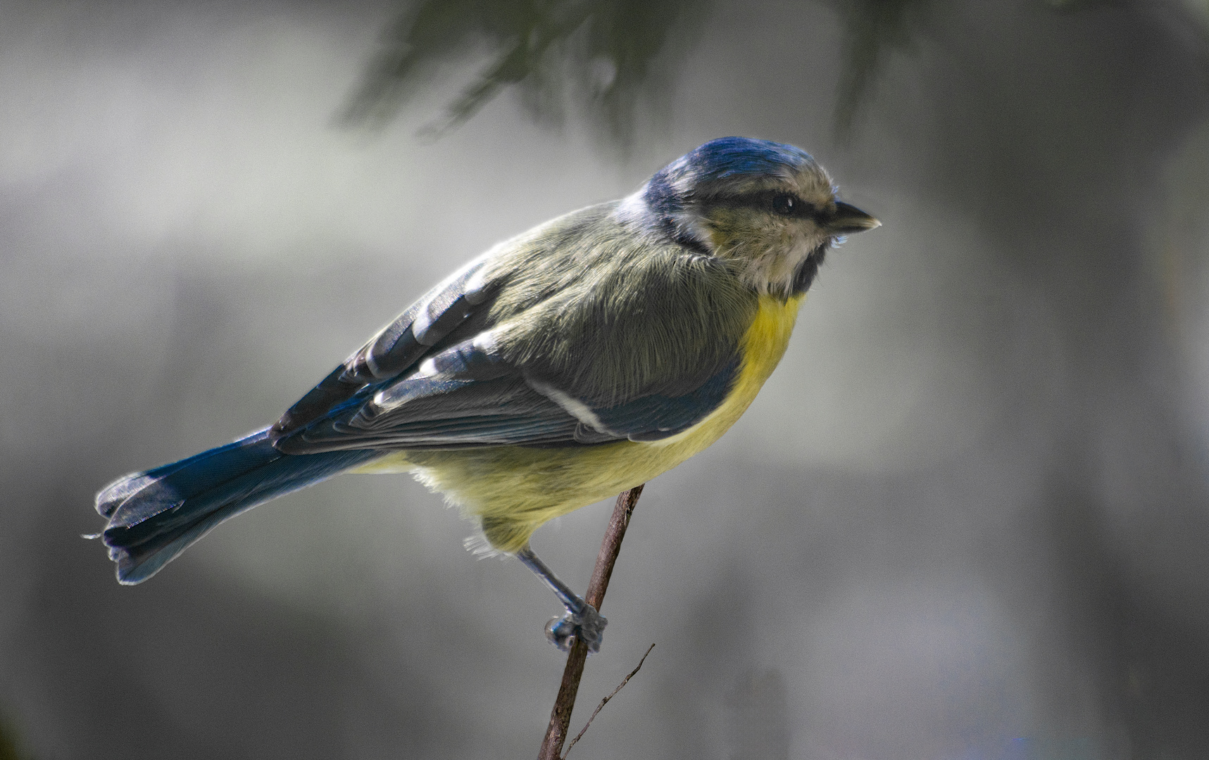 Petite mignonne 4 (Cyanistes caeruleus, mésange bleue)