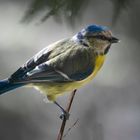 Petite mignonne 4 (Cyanistes caeruleus, mésange bleue)