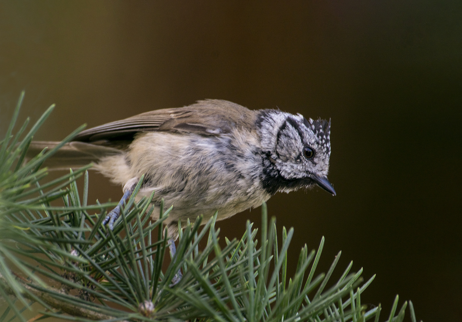 Petite mignonne à la huppe (Lophophanes cristatus, mésange huppée)