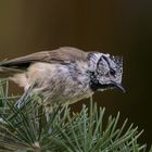 Petite mignonne à la huppe (Lophophanes cristatus, mésange huppée)