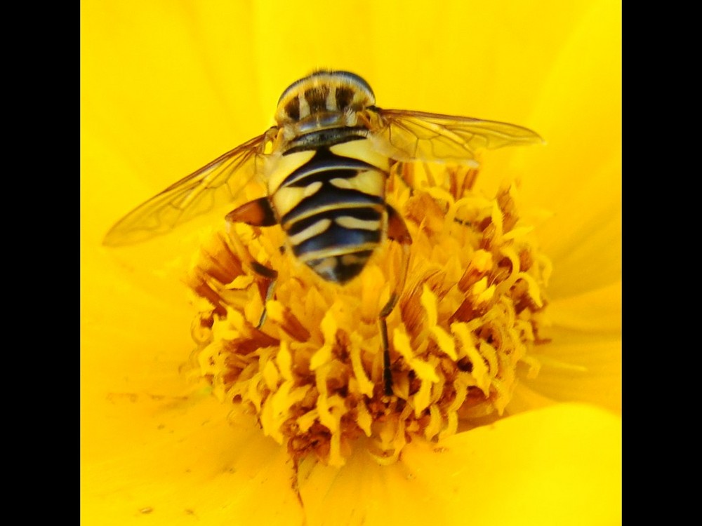 Petite mouche guepe coordonnée à sa fleur!