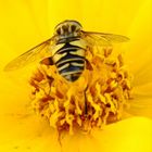 Petite mouche guepe coordonnée à sa fleur!