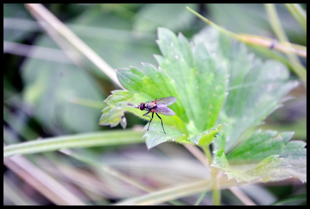 petite mouche sur le feuillage vert