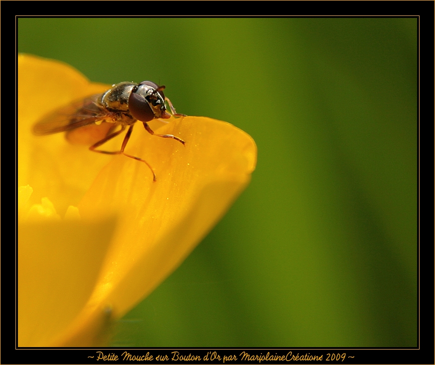 ~ Petite Mouche sur un Bouton d'or ~