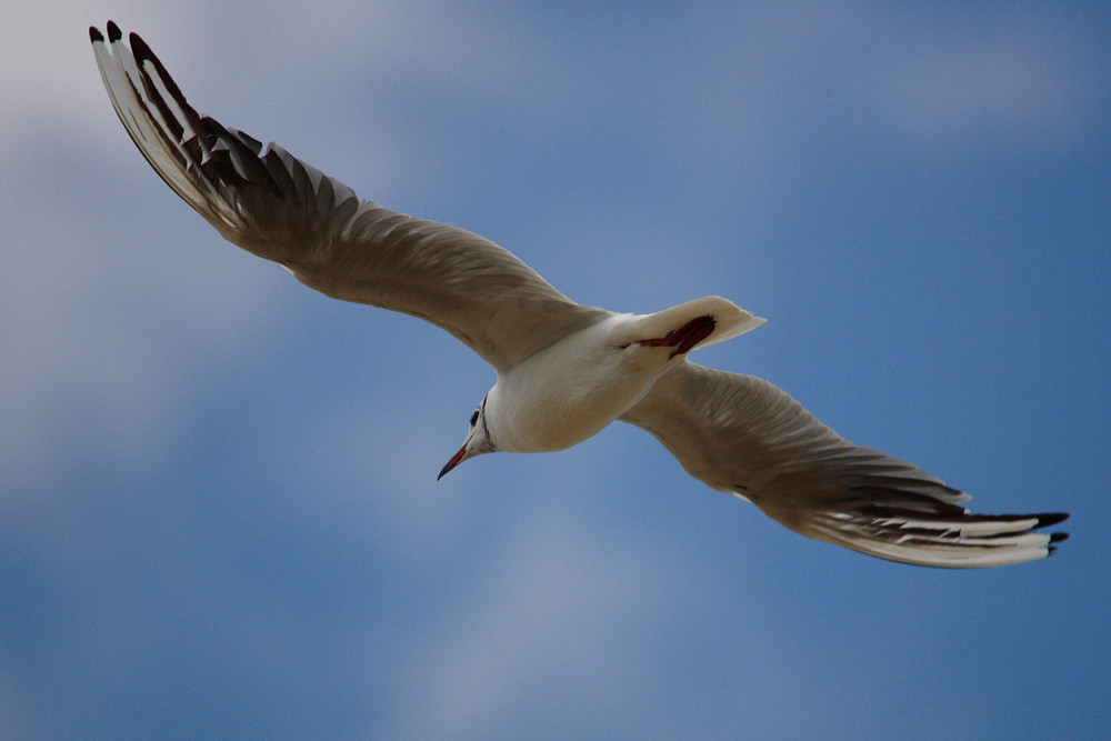 petite mouette 2