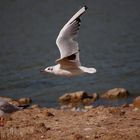 petite mouette 3